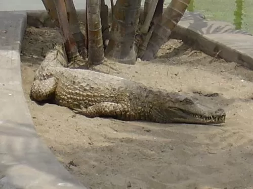 Huachipa Zoo Huachipa Zoo