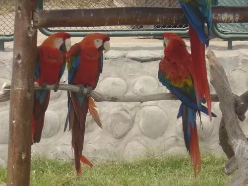 Huachipa Zoo Huachipa Zoo