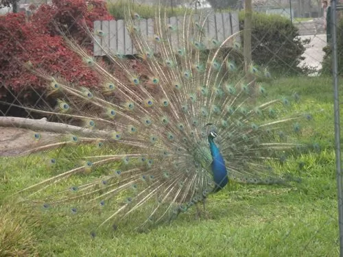 Huachipa Zoo Huachipa Zoo