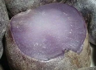 Papa Púrpura - Purple Potato Papa Púrpura - Purple Potato