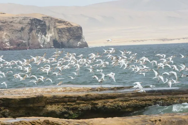 Paracas National Reserve, Ica, Peru Paracas National Reserve, Ica, Peru