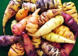 Peruvian Mashua - Masho root vegetable