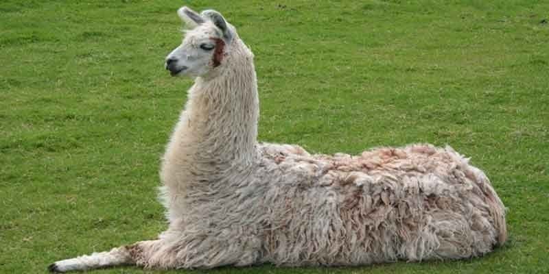 Lost Legends: The Legend of the Llama